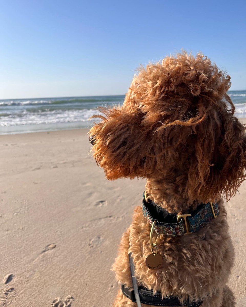 CCUnionGirl's tweet photo. @MariaHaskins @jayonaboat Yesterday was Coco’s 3rd bday. This is the quote I posted:
“Dogs are our link to paradise. They don't know evil or jealousy or discontent. To sit with a dog on a hillside on a glorious afternoon is to be back in Eden, where doing nothing was not boring--it was peace.” https://t.co/PTNAjzdQMP