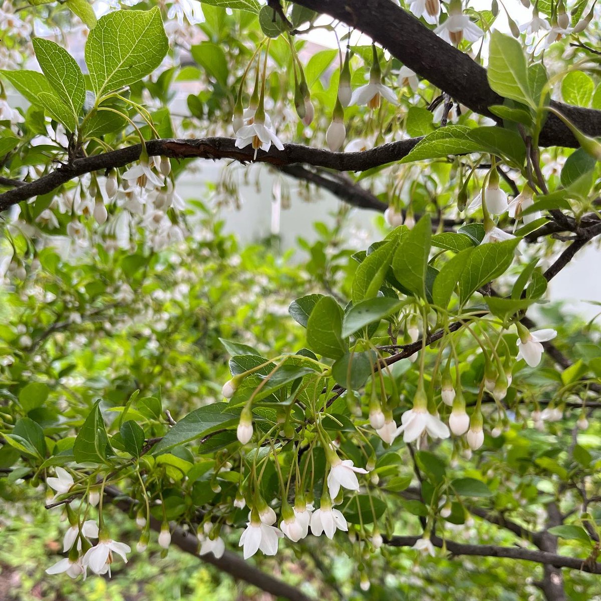 WDCGardener's tweet photo. My entire garden is fragrant with the scent of all the opening blossoms on the Japanese Snowbell tree (Styrax japonica). Happy #flowerfriday! #gardendc #floweringtree #flowers #styrax #japanesesnowbell #smalltree #dmv #urbangarden #citygarden https://t.co/5WXaWHgYDM