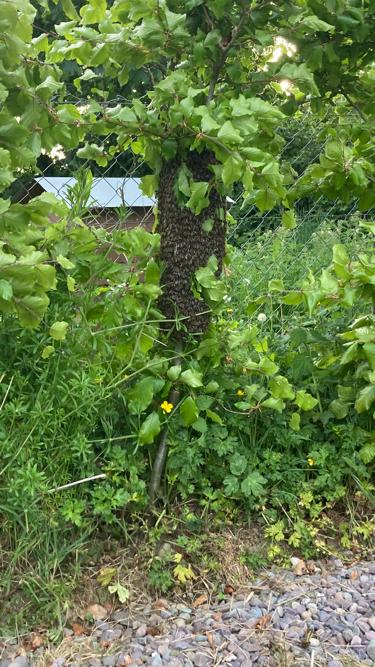 BeaufortBee's tweet photo. A lovely swarm of bees on World Bee Day! https://t.co/AXDDNRVwHe