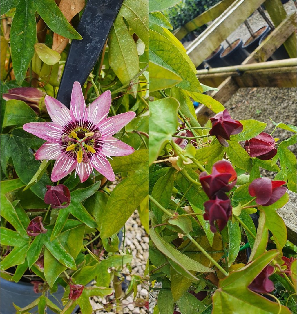 Grasslands Nursery tweet media