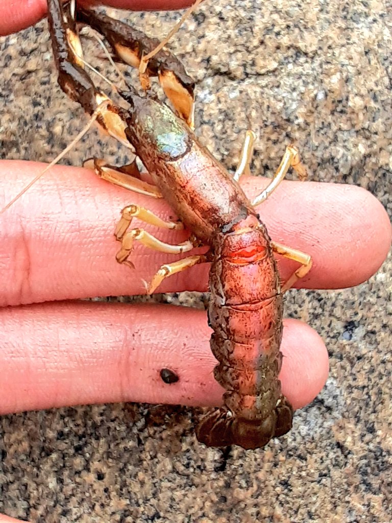 تويتر アナジャコ البحث في تويتر