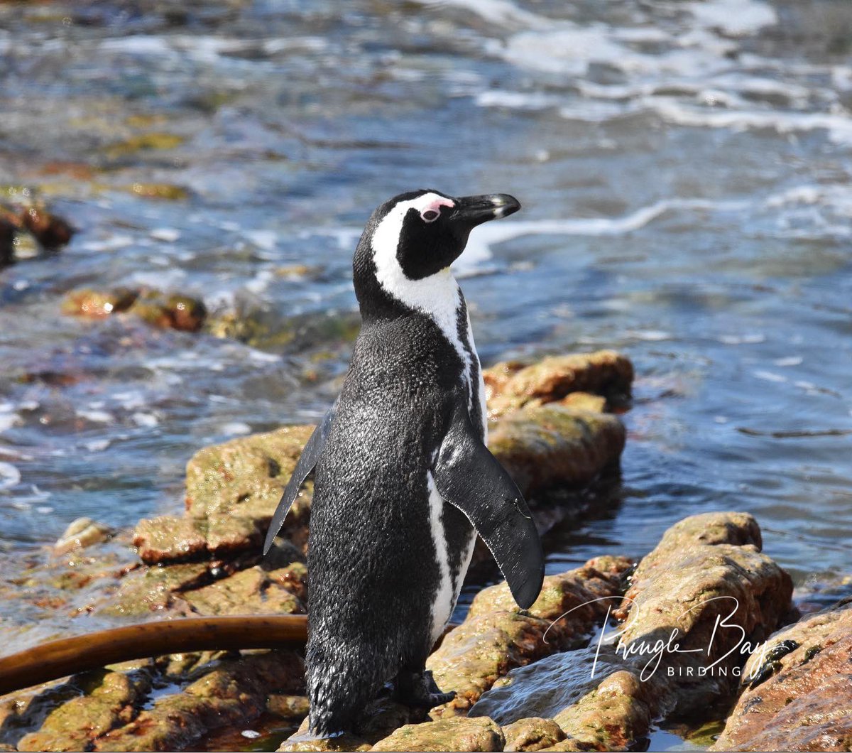 JennyPaPB's tweet photo. African Penguins seen at Stony Point. Always special to see, these birds are endangered and under a real survival threat

#birding #penguin #endangeredspecies #stonypoint #bettysbay #lotsofcharacter #penguinwaddle #conservation #bird #pringlebaybirding #southafricabirds #nikon https://t.co/bNMf383qOx