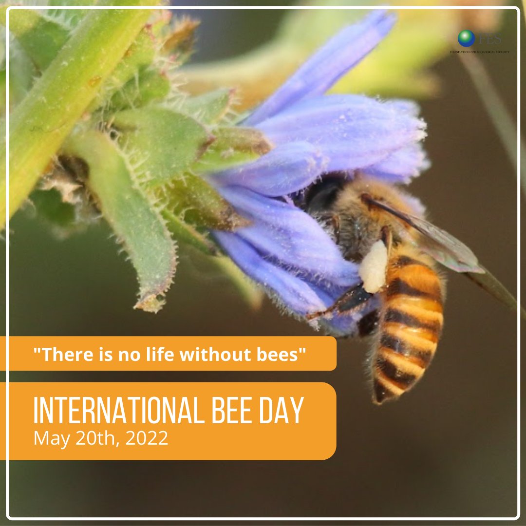 fesforcommons's tweet photo. Commons lands, if restored, hold great potential as bee nesting habitats and pollinator reservoirs. And rural communities across the country are taking action to reverse the decline of bee population by restoring their Commons. 
#WorldBeeDay #NoBeesNoLife #CommonsRestoration https://t.co/OLg9XsYsvf