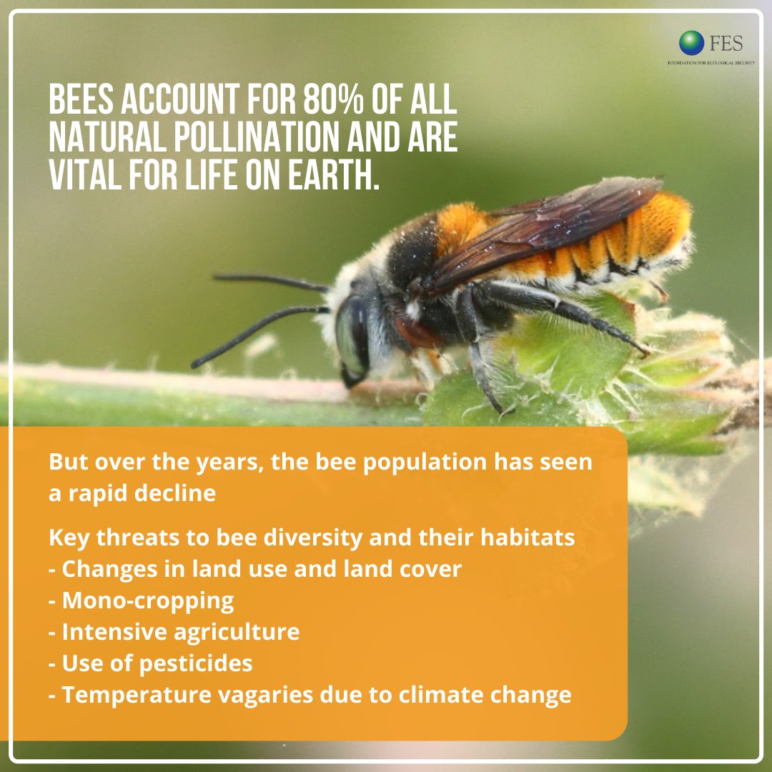 fesforcommons's tweet photo. Commons lands, if restored, hold great potential as bee nesting habitats and pollinator reservoirs. And rural communities across the country are taking action to reverse the decline of bee population by restoring their Commons. 
#WorldBeeDay #NoBeesNoLife #CommonsRestoration https://t.co/OLg9XsYsvf
