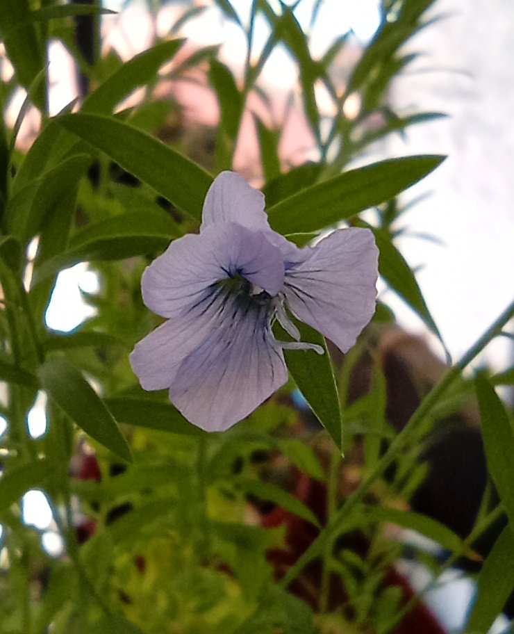 lallu89's tweet photo. Primo fiore di lino. #Linumusitatissum #Linaceae #Botany #photography #PHOTOS #nature #Naturephography #Plants #Lino #Linum #Sardinia #Sardegna #botanica # https://t.co/gr1nTpO5n3