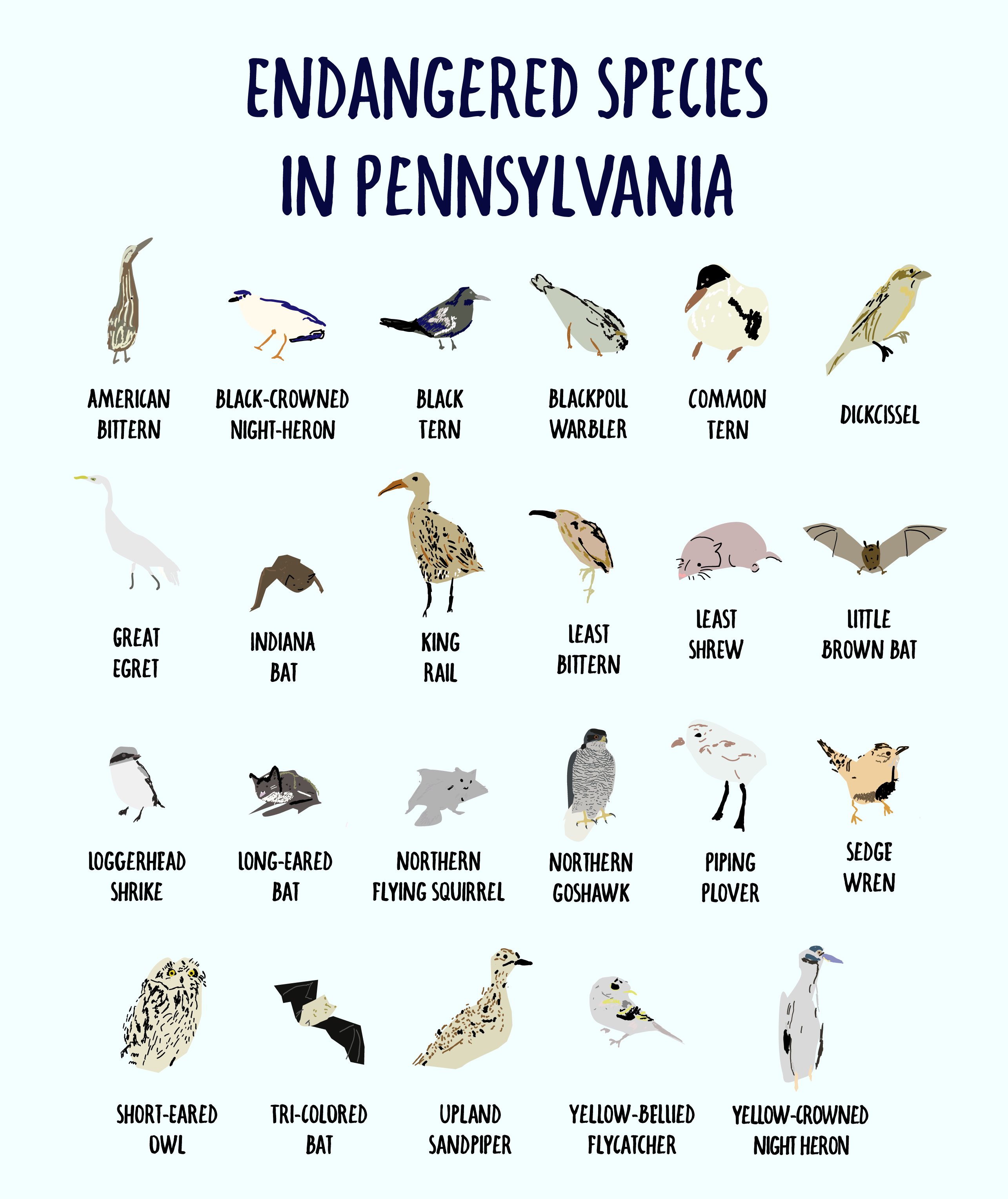 Pennsylvania on Twitter "This EndangeredSpeciesDay, pledge to do your