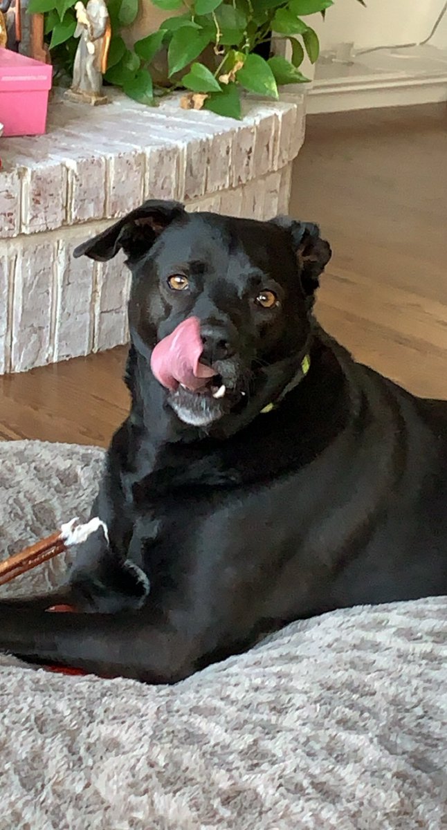 Rescue Dog Day!!
