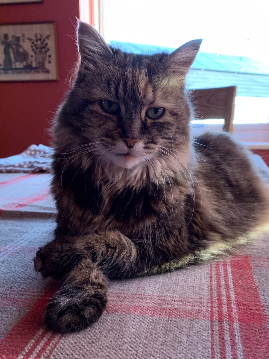 SteveCarson10's tweet photo. @SusanCalman Zuzu would like to nominate herself as a candidate for your cat of the day😻 https://t.co/hwKAJSlFYX