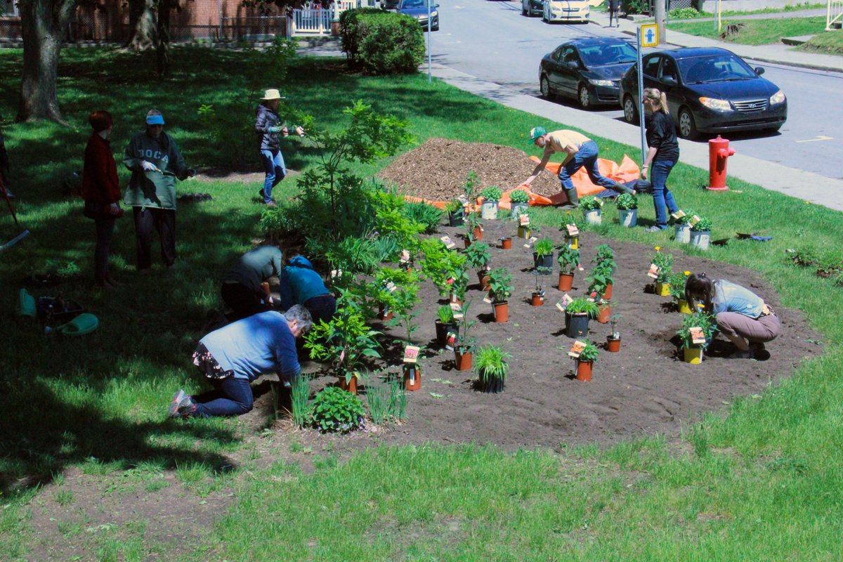 Un îlot pour la biodiversité avec des espèces végétales québécoises qui favoriseront la survie des pollinisateurs en milieu urbain. cegepgranby.ca/2022/05/20/un-…