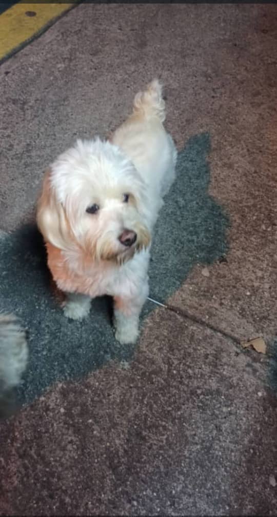 Tamarapazmi's tweet photo. Está nervioso, cómo perdido cerca del Bloque 3 en *Artigas*, San Martin. Contacto +58 412-6158049. Da RT para que pueda volver a casa https://t.co/qIdmeaUVxw