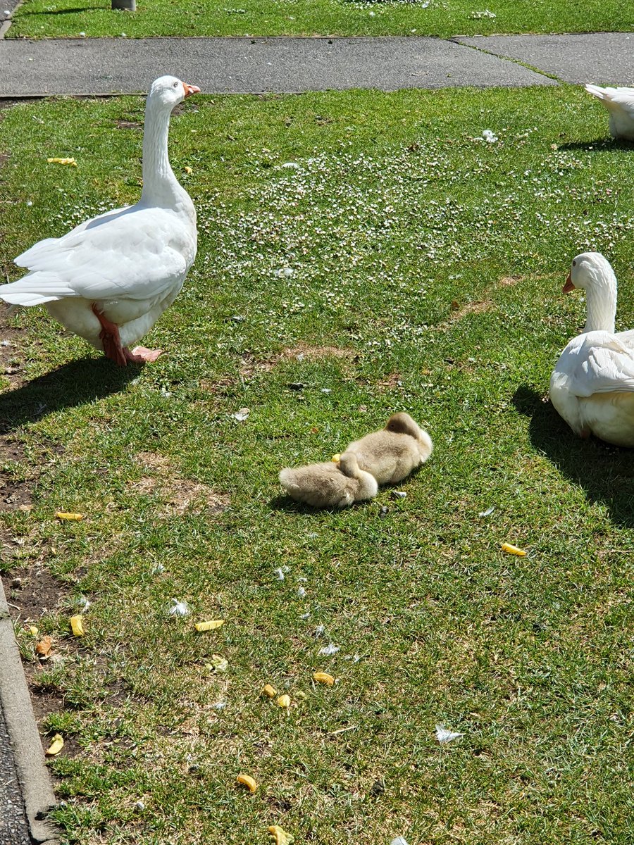 cambslib's tweet image. March library&apos;s flock of geese is increasing. They seem placid enough... #Fluffy #LibraryGeese #LibraryGoslings