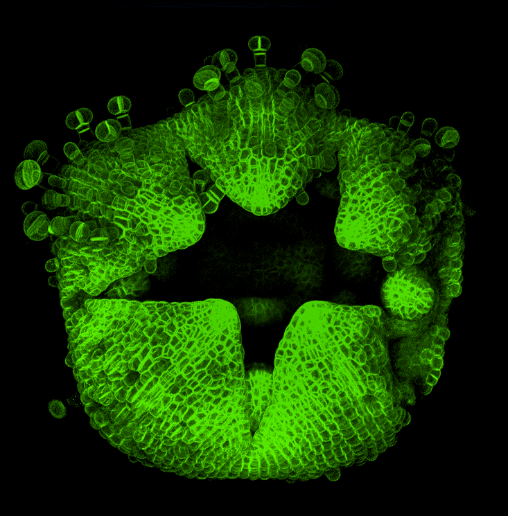 0_minyaaa's tweet image. Very happy to share that we now have Mimulus with stable plasma membrane markers (mCitirine and mCherry)! Special thanks to @RoederLab for very kindly sharing some plasmids with us! 
#Mimulus #MimulusPropaganda #microscopeart #SciArt #confocal #plasmamembrane