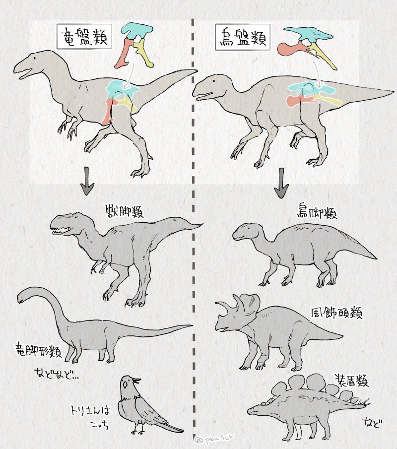 福井の恐竜博物館がとても面白くて、骨格から分類が分かるようになれたらいいなぁ...とちょっと思ったけど難しかったメモ。恐竜のフォルムはなぜあんなにかっこいいのか 