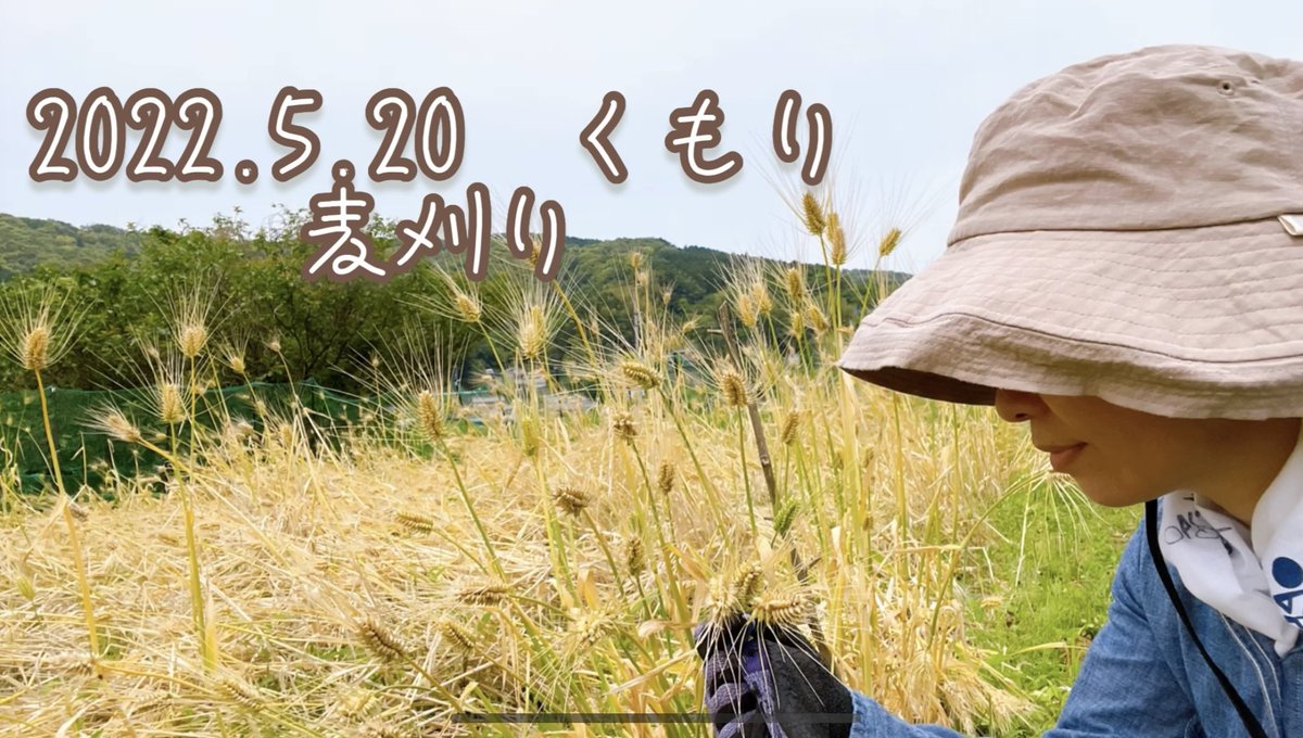 monchiki213's tweet photo. 今日は今年初の麦刈り
所要時間1時間で畑半分を刈り終えました。麦わら細工に使う麦なので、極力折れないように手で刈ります。
まずは麦刈り動画
https://t.co/MVfqj4WEiB
#麦刈り #むぎ #麦わら #麦わら細工 #修善寺温泉 #麦 #麦畑 #straw #strawcraft
#Mowingwheat https://t.co/PADIxcpYIO