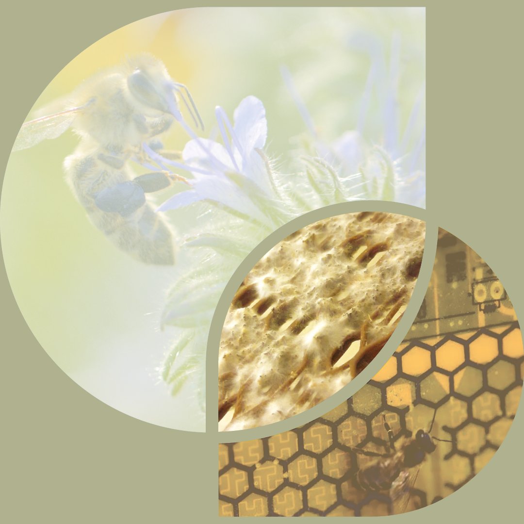 hiveopolis's tweet photo. Happy #WorldBeeDay from #HIVEOPOLIS!
@EU_H2020 @fet_eu https://t.co/m7hMgweH6C