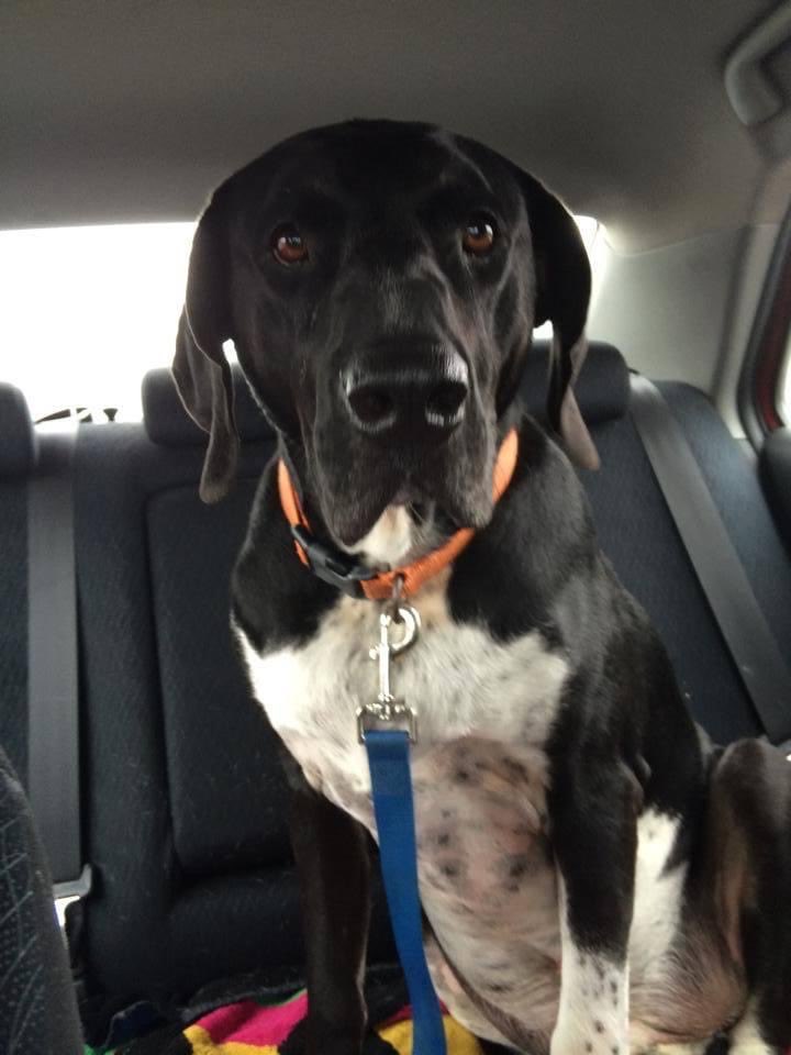 mmichellemalone's tweet photo. 9 years ago I decided I needed a SMALL dog. Went to many shelters to find the right one, finally Hank looked at me and said “sorry, I’m your boy”. I put this 110 lb hell hound in the car and my heart and life became whole. #NationalRescueDogDay https://t.co/zQwSS9eomh
