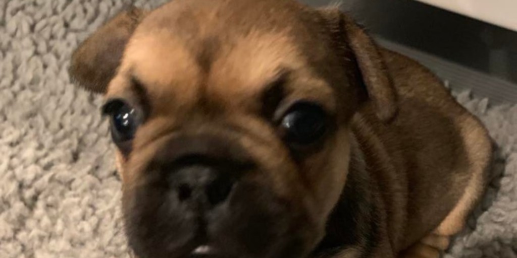 BullingtonFB's tweet photo. Pebble's little male French Bulldog puppy is seeking his forever lap to sit on. He is from exotic sire and dam. Health checked.  Sweet temperament. 
Bullington Frenchies - (701) 290-3735
https://t.co/Axww0YzmYO
.
#bullingtonfrenchies #frenchbulldog #frenchies #puppy #companiondog https://t.co/ilbqf81ThG