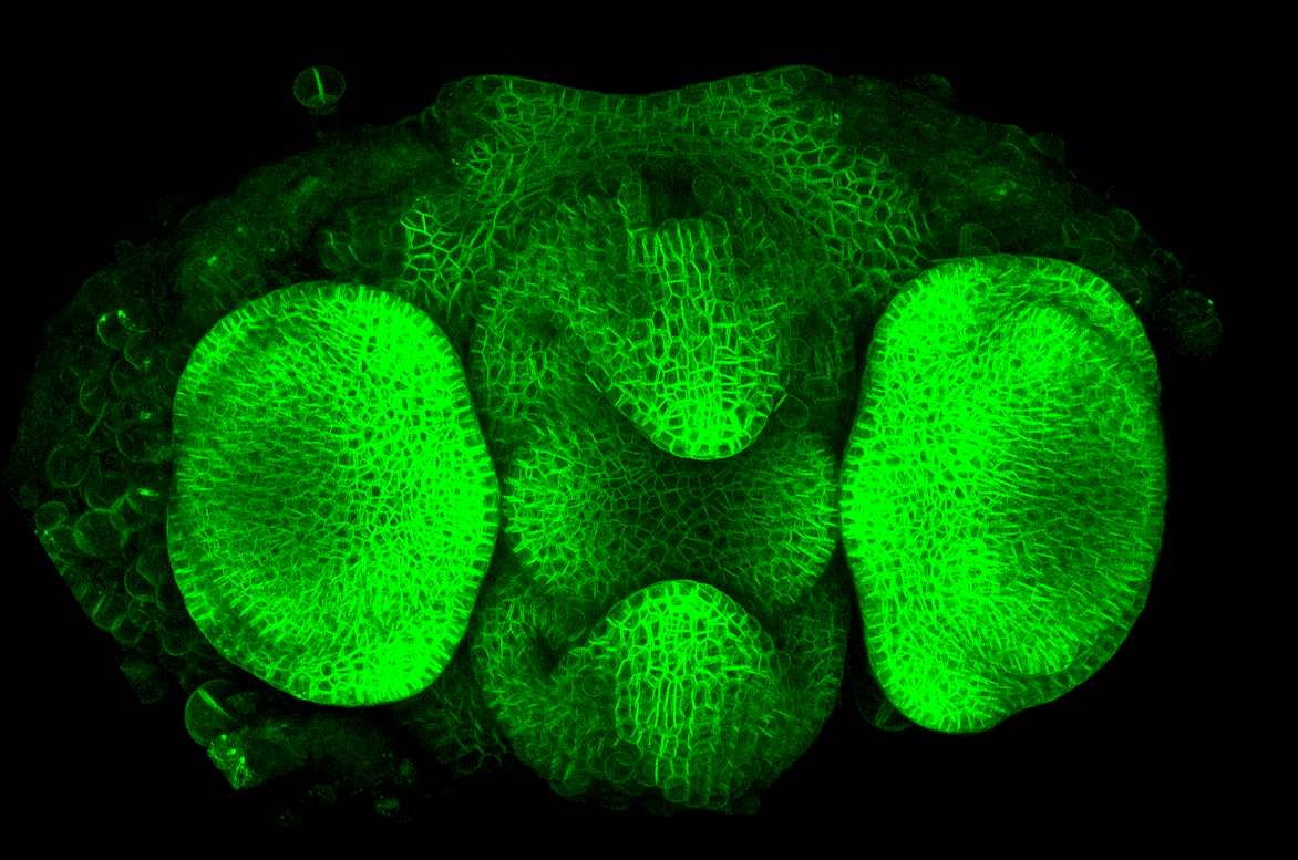 0_minyaaa's tweet image. Very happy to share that we now have Mimulus with stable plasma membrane markers (mCitirine and mCherry)! Special thanks to @RoederLab for very kindly sharing some plasmids with us! 
#Mimulus #MimulusPropaganda #microscopeart #SciArt #confocal #plasmamembrane