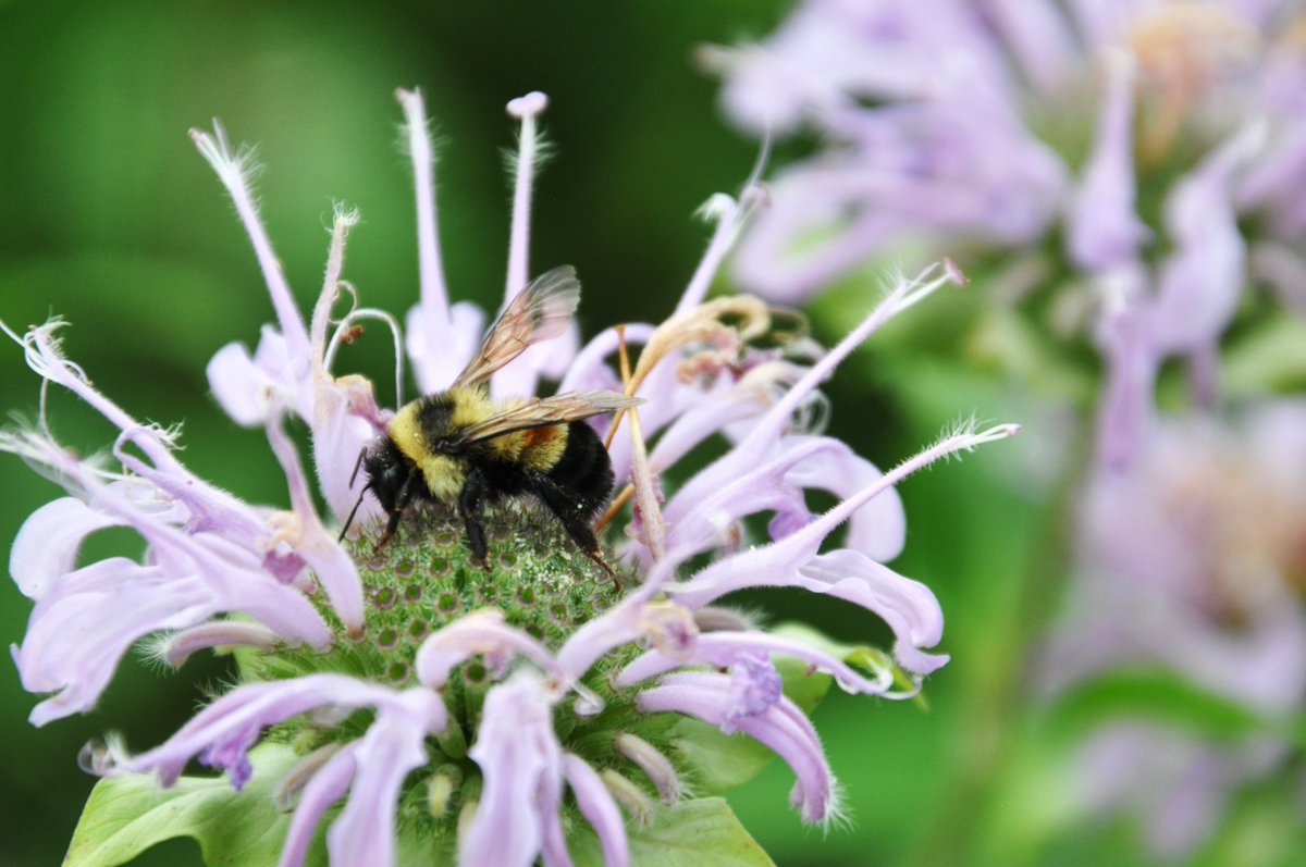 🐝Today is both #WorldBeeDay AND #EndangeredSpeciesDay, so what better species to celebrate today than the Rusty Patched Bumble Bee (Bombus affinis) which is both state and federally endangered.
📷Photo by Jill Utrup/USFWS.