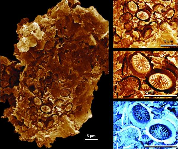 fatal3rror's tweet photo. Recently discovered imprints of single celled plankton were found embedded in fossilized organic matter.  These "ghost fossils" suggest that coccolithophores were more resilient to global warming effects than previously hypothesized!

https://t.co/GPiyTctgFi https://t.co/6a0bYTWrAx