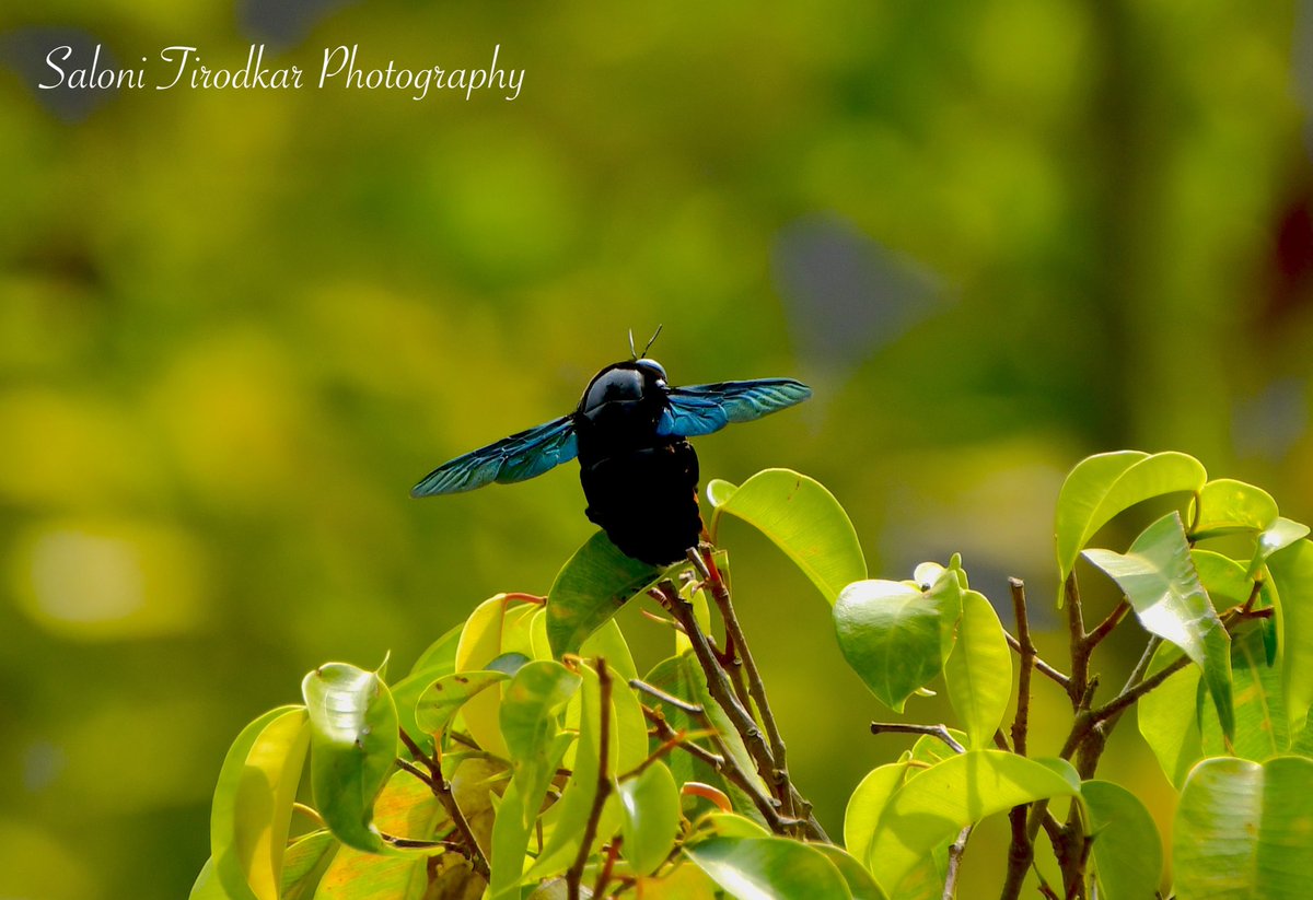 World Bee Day!
20/05/2022

🐝: Carpenter Bee / Xylocopa.
📷: @WildlifeSaloni 

#savethebees #savetheplanet #savetheearth #worldbeeday #bee #bees #beesofinstagram #salonitirodkarphotography #carpenterbee #nifhivefeature #nifhive #yourshotphotographer #yourshot_india #wildlife