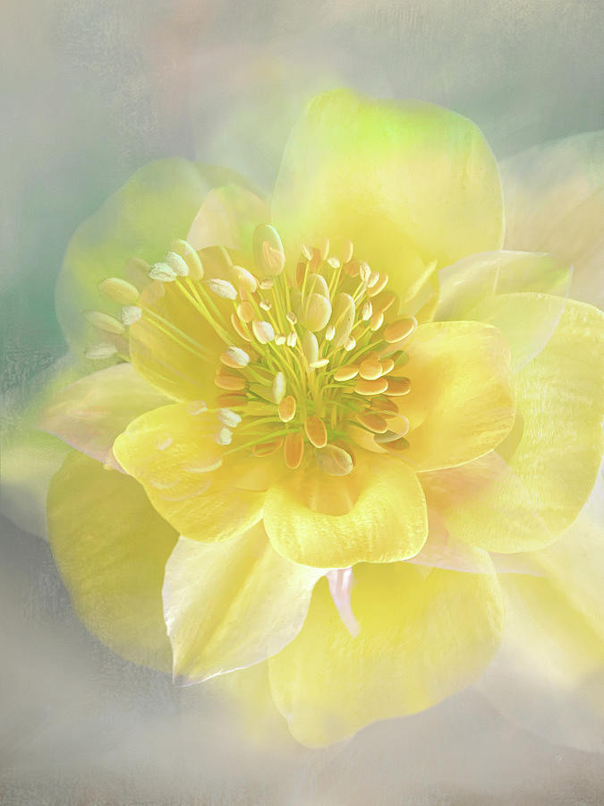 TerryIKON's tweet photo. "Columbine Beauty" by Terry Davis https://t.co/jGSxaFMCdY
#Columbine #Beauty #Flower #Yellow #LemonColor #CloseUp #Pastel #TerryDavis #TerryIKON https://t.co/S7K7XNYREM