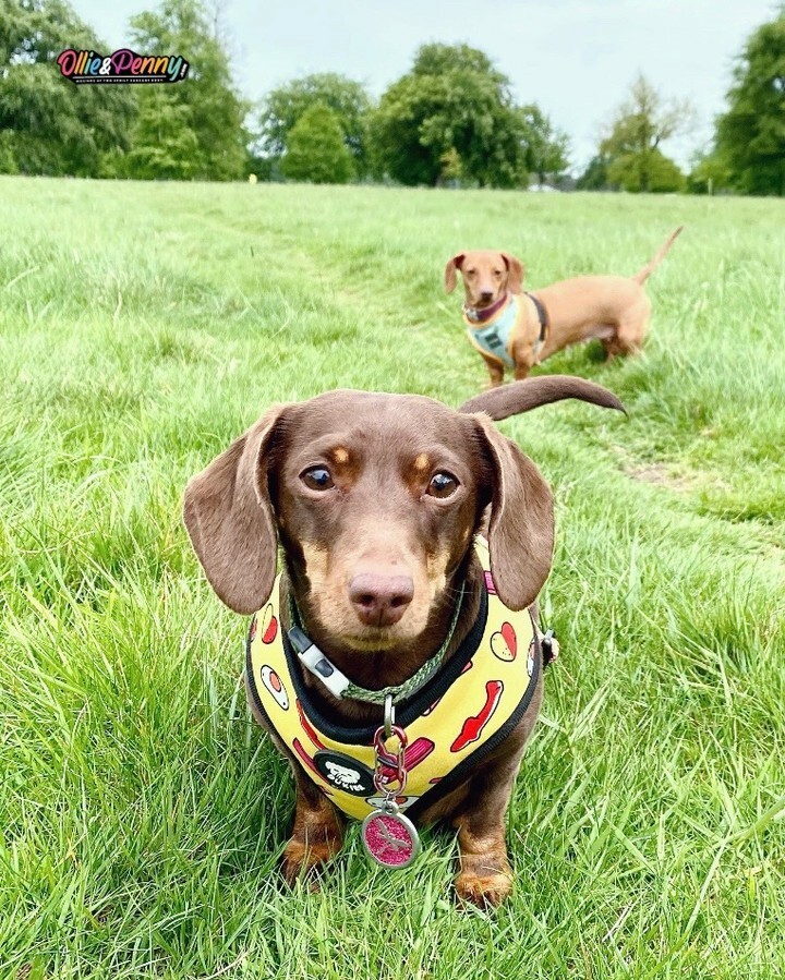 ollieandpenny's tweet photo. “Does everyone have an annoying little sister over their shoulder - just waiting to steal their ball?!” 👀🙃💜🎾​​​​​​​​
​​​​​​​​
#littlesisterproblems #ballthieve #sistersaredoingitforthemselves #ballislife #fetchmad #minidachshund #dachsnund #sausagesi… https://t.co/fb3PwJ56Vb https://t.co/u7gDlWHhnl
