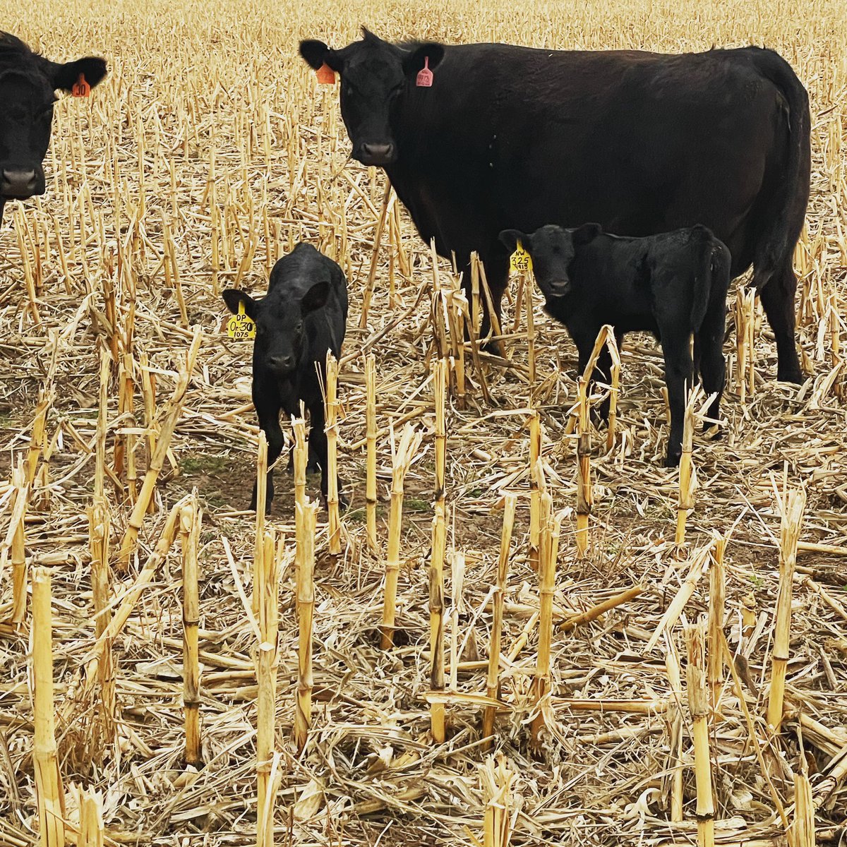herdreportScott's tweet photo. A couple ET heifer calves . The one on the left is a Downpour x SAV Emblynette 1075 and the one on the right is a Net Worth x SAV Polly 9913 (flush sister to 9969) https://t.co/kYHgDQ0owN