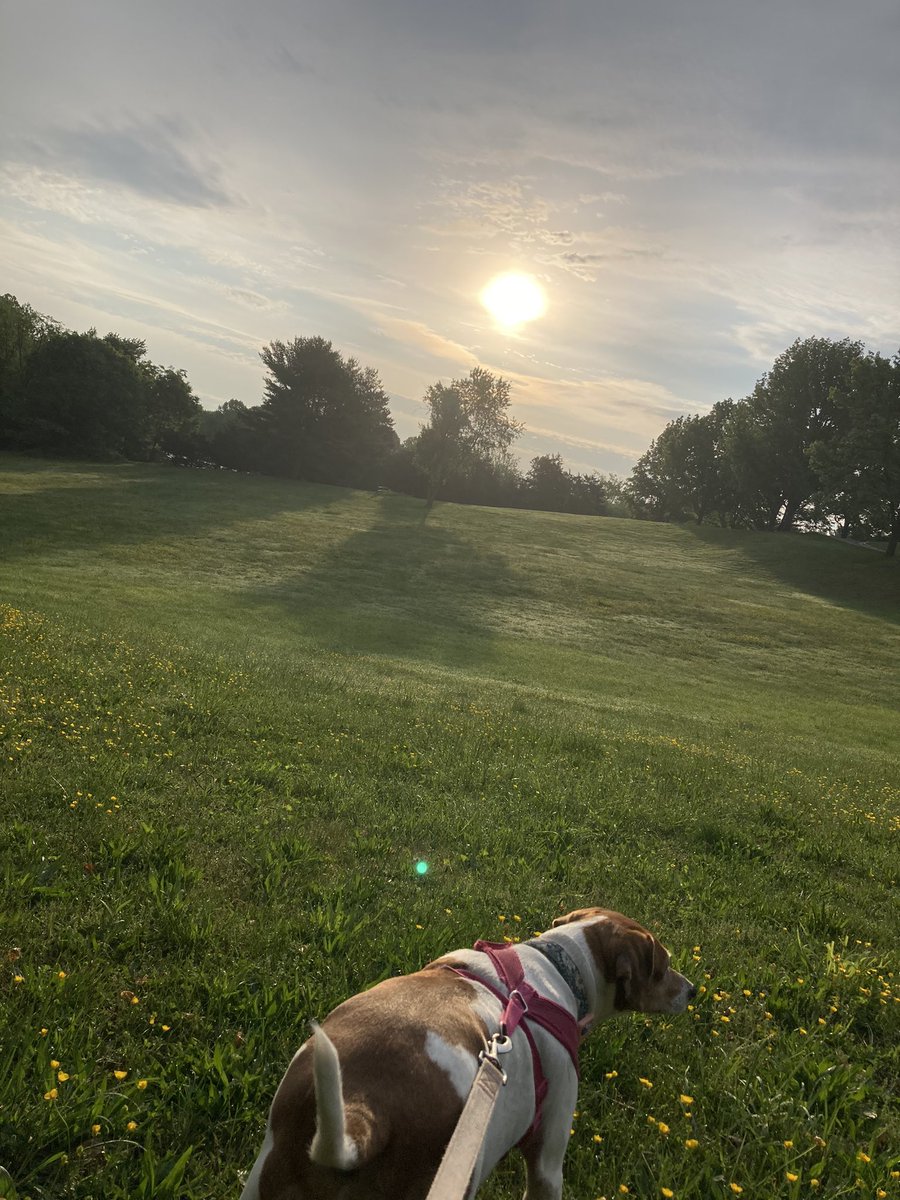 ChannelKevinMo's tweet photo. @DCAllisontv @wusa9 Beautiful Friday morning with my workout buddy, Suzie! #NationalRescueDogDay #WhoRescuedWho #GetUpDC https://t.co/BcsWydIFcH