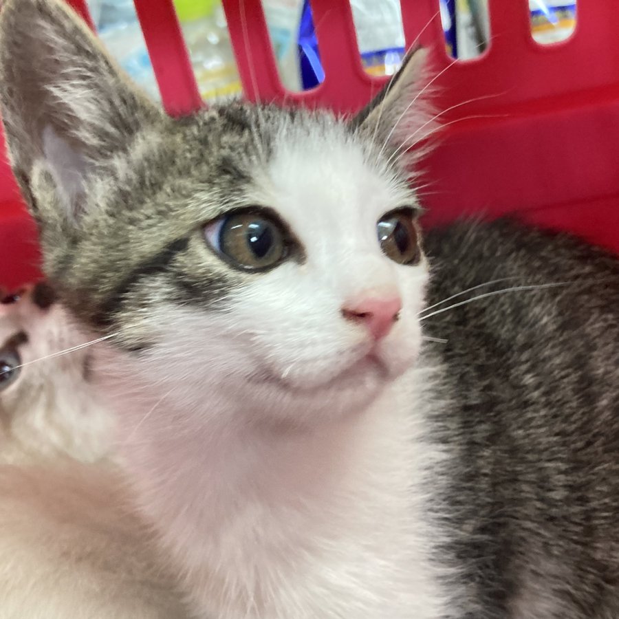保護猫カフェかぎしっぽ 大阪にある猫カフェ 子猫のへや