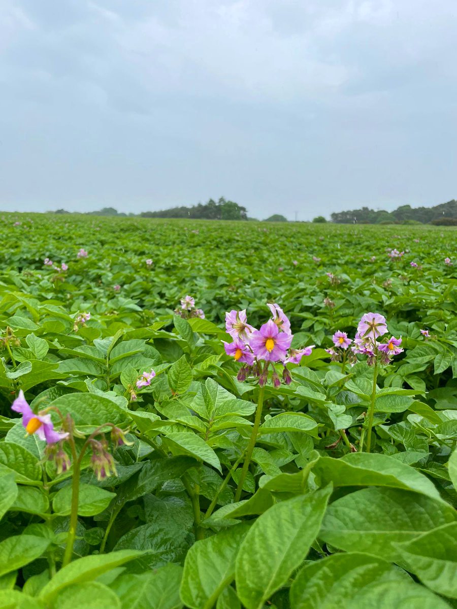 India Trembath tweet media