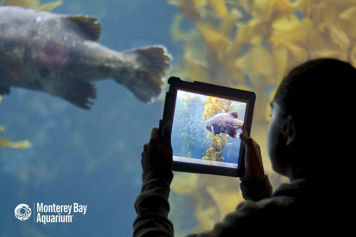 Working with a stellar team to evaluate online courses from <a href="/MontereyAq/">Monterey Bay Aquarium</a> and need YOUR help!

We created a survey for the cultural sector to hear about their experiences with online learning. 

s.alchemer.com/s3/2022-Online…

Survey is available in EN, SP &amp; FR. Open thru July 1.