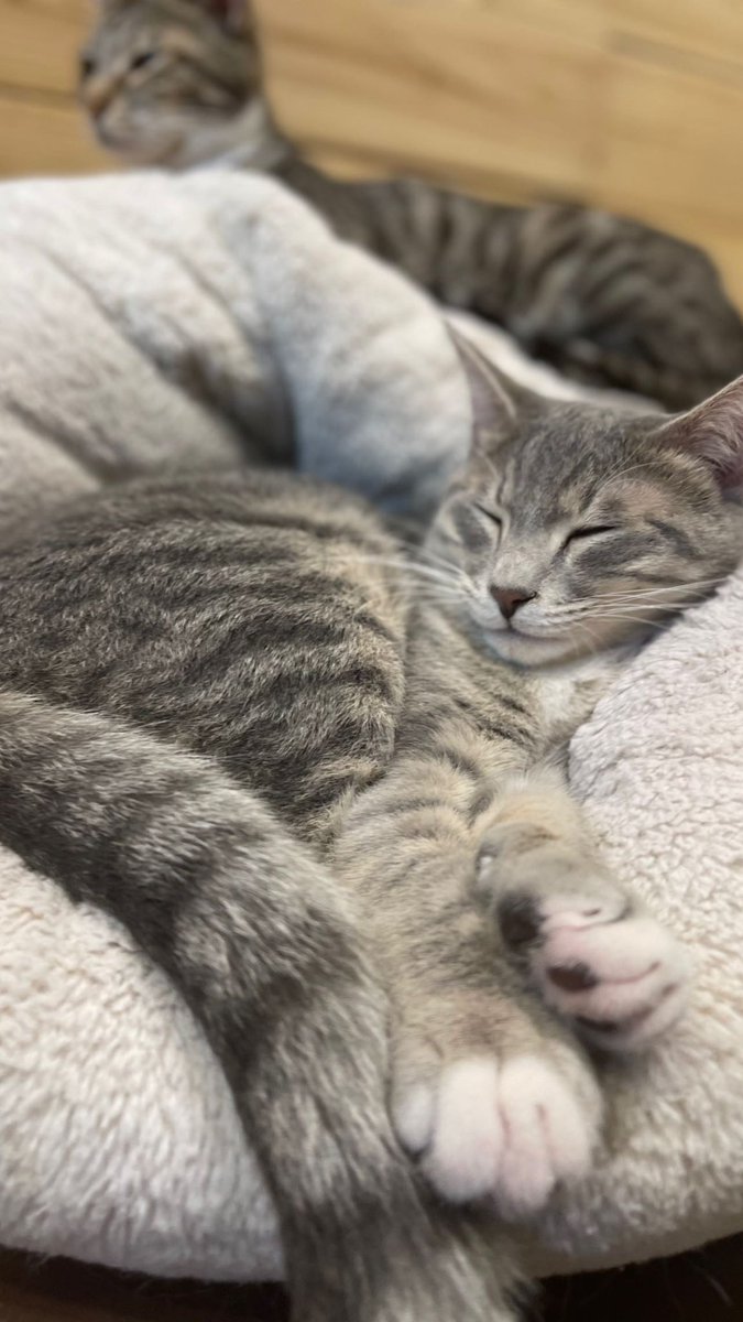 BBL MERT tweet media