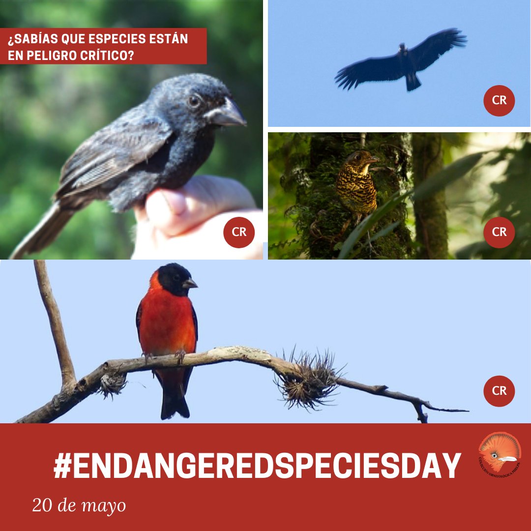 FundacionPhelps's tweet photo. ¿Cuál es la situación real de aquellas especies de aves que están en categorías proximas al estatus "En Peligro"?  
Existen en 🇻🇪varias iniciativas para revertir esta realidad y evitar que sigan declinando las poblaciones.  La misión es seguir investigando🐦 #EndangeredSpeciesDay https://t.co/l5lTQNXuCg