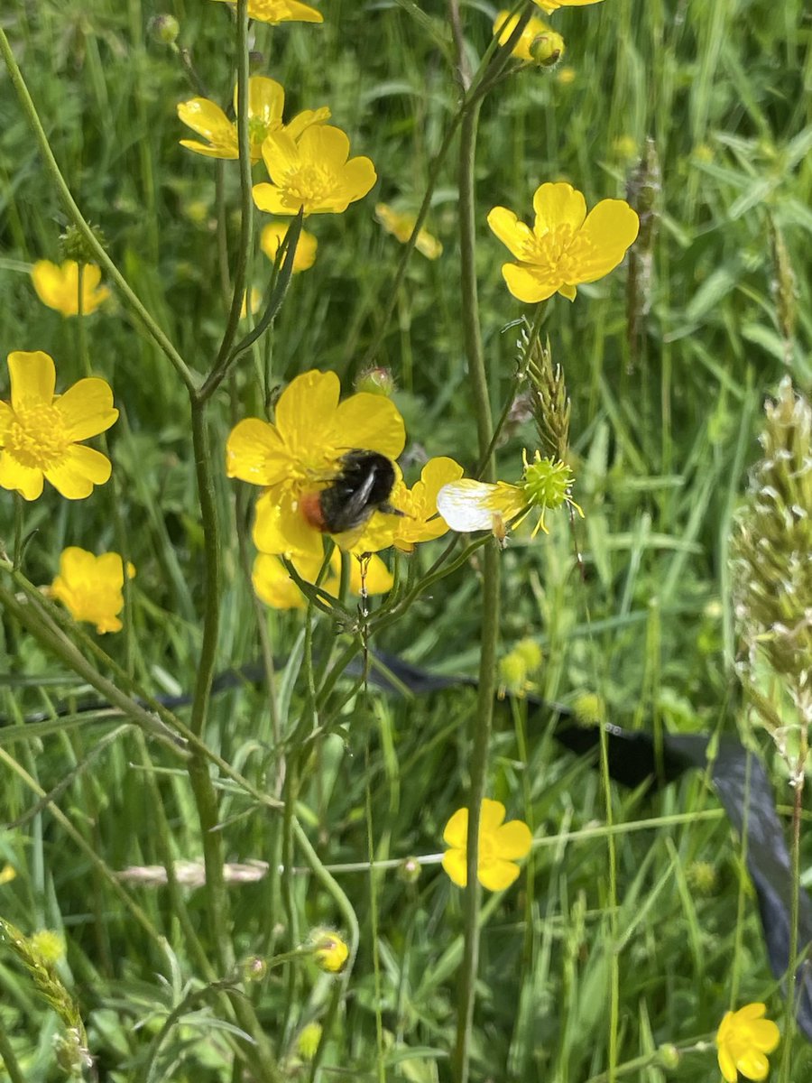 iz_milligan's tweet photo. πππ Itβs #WorldBeeDay - officially my new favourite day of the year
@kewgardens @wakehurst_kew
#EarlyBumblebee #EuropeanHoneybee #RedtailedBumblebee
#Pollinators #PollinatorConservation #Bees https://t.co/oqGNqnUKgP