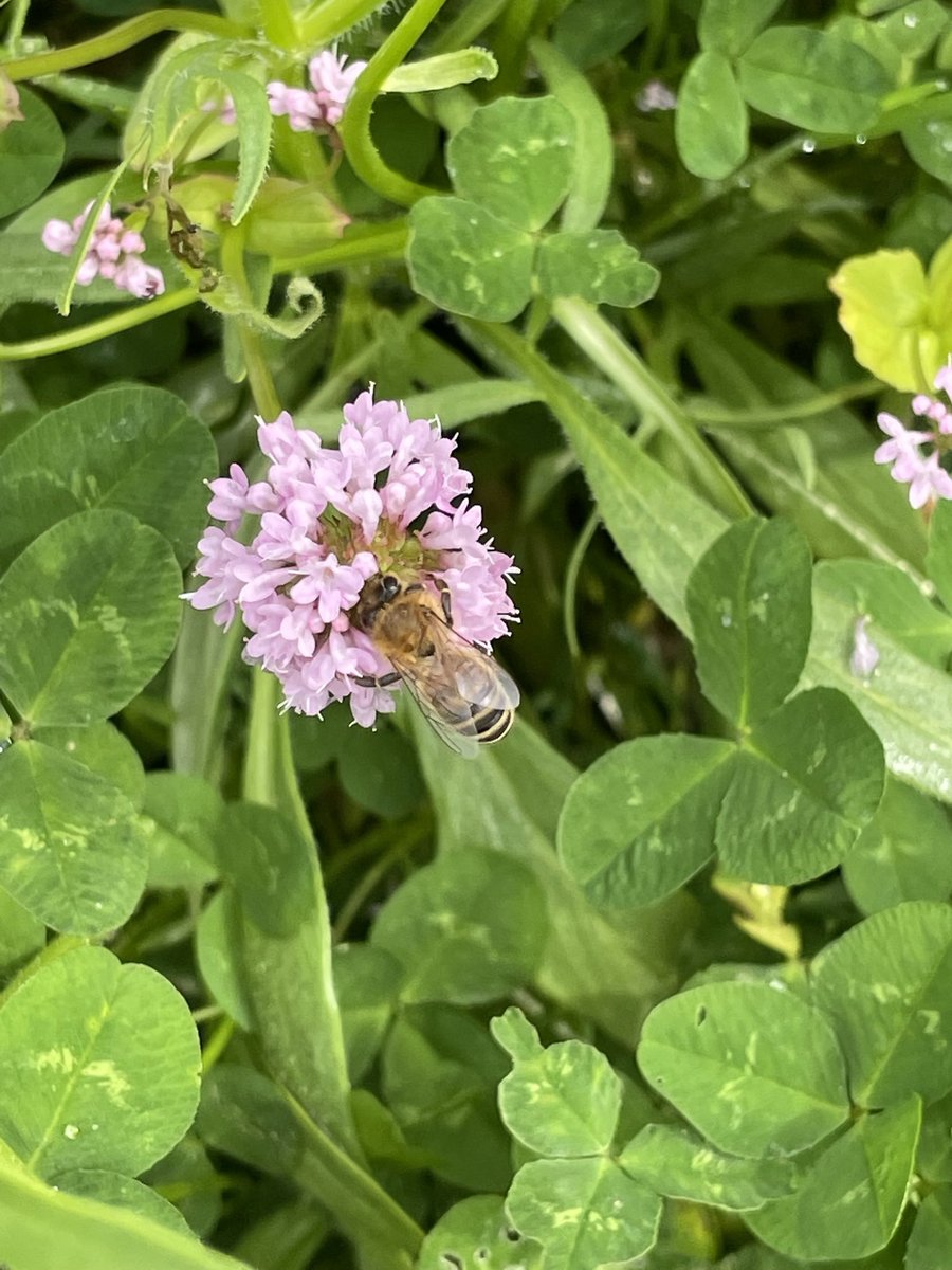 iz_milligan's tweet photo. πππ Itβs #WorldBeeDay - officially my new favourite day of the year
@kewgardens @wakehurst_kew
#EarlyBumblebee #EuropeanHoneybee #RedtailedBumblebee
#Pollinators #PollinatorConservation #Bees https://t.co/oqGNqnUKgP