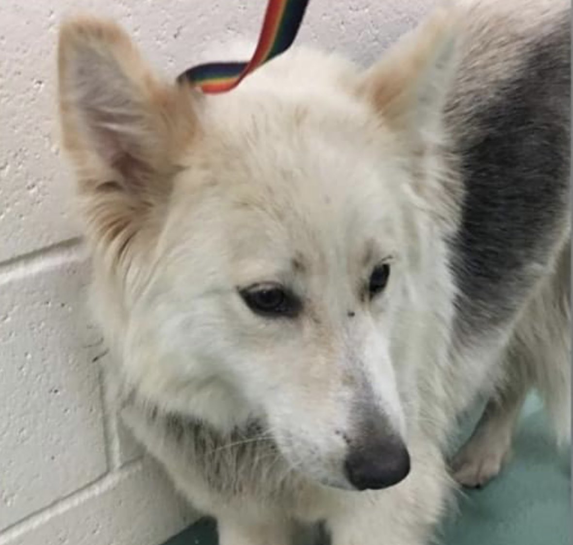 reddogsusie's tweet photo. #TN #MEMPHIS
🆘🆘CODE RED-OWNER SURRENDERED WITH PUPS Spice 4yo hw+ SHUTDOWN/WOUNDS FROM EMBEDDED CHAIN COLLAR😡Her puppies are being adopted-2 still there-Momma is being forgotten-Pls let’s get her &amp; 2 pups off 2rescue #PLEDGE #RESCUE #FOSTER #MASA13461 
https://t.co/dTwcbYYFTB https://t.co/lWiI5tP4cH