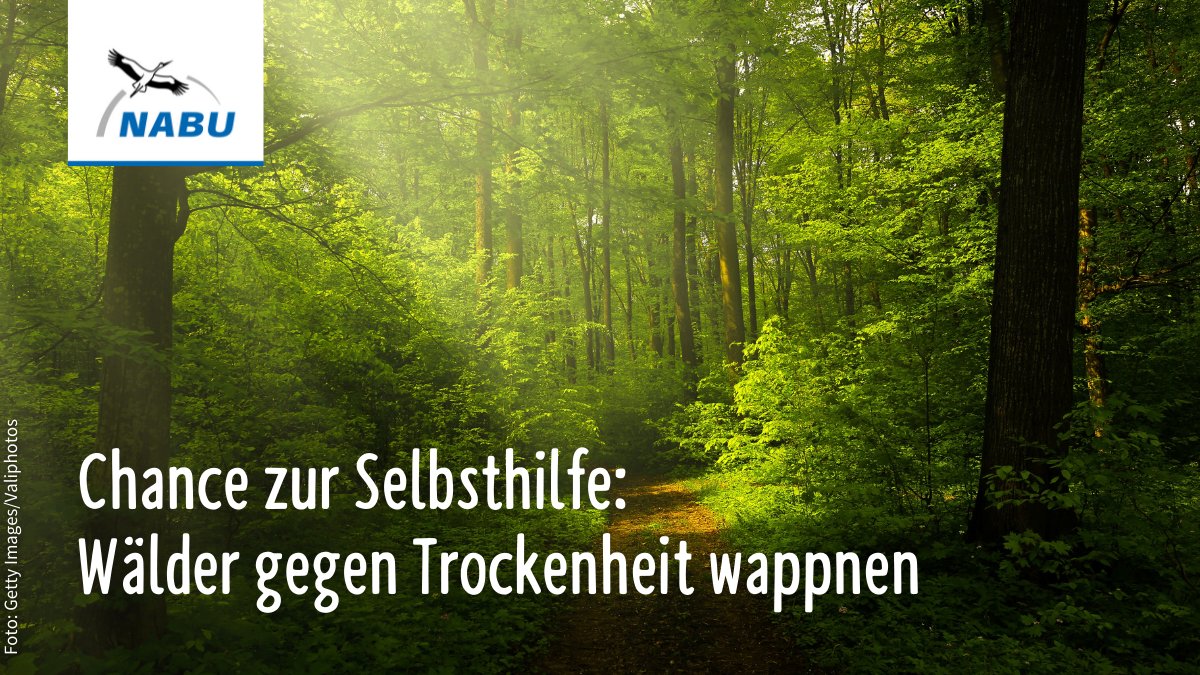 NABU_de's tweet photo. Fast 5 % der gesamten Waldfläche 🇩🇪 sind von 2018 bis 2021 zerstört worden❌. Auslöser: Hitze- und Dürreperioden. Aber wir brauchen intakte Wälder dringend als Verbündete 💪 im Kampf gegen Artensterben und #Klimakrise! Unsere Vorschläge &amp; Forderungen: https://t.co/QcVFi0IATF https://t.co/S42WIRZ0SH