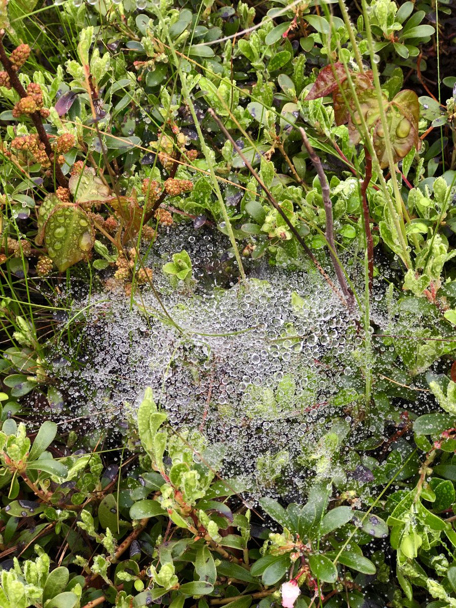 petermarteka's tweet image. “Oh, what a tangled web we weave when first we practice to deceive.” 

Sir Walter Scott 

#MayPatternChallenge