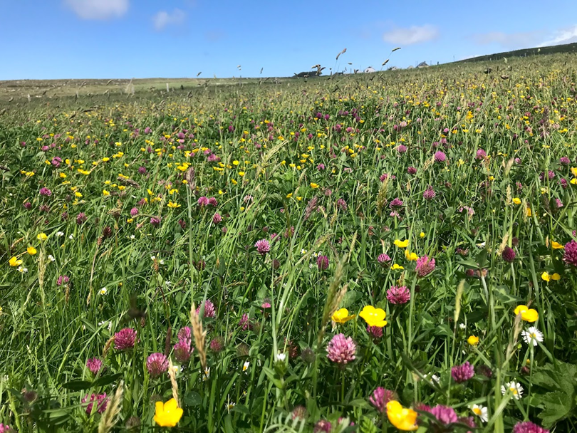 CorncrakeLife's tweet photo. Happy #WorldBeeDay2022 

Our project is always thinking about the little things that run the world because what's good for our insects is good for everything else.

🌻🐌🐝🦋🐛🪲🐞🐜🦗🕷️

If fact we want someone to look closely at this ourselves 👉 https://t.co/0DZR1IEgb7