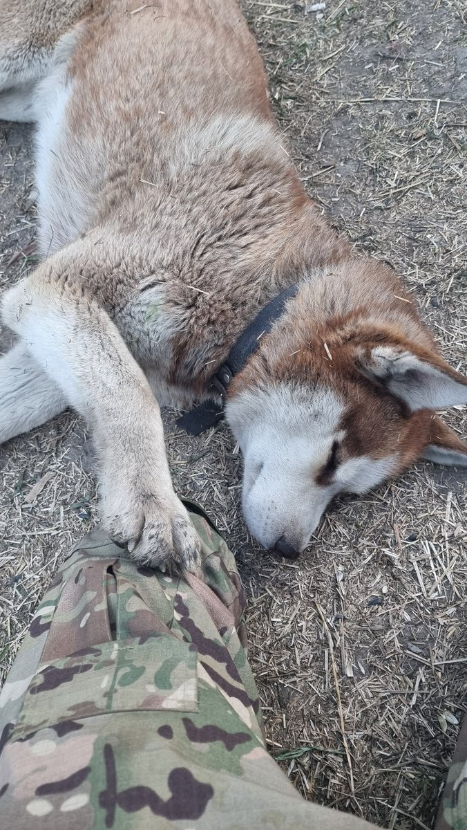 Цього пса звати Контузія