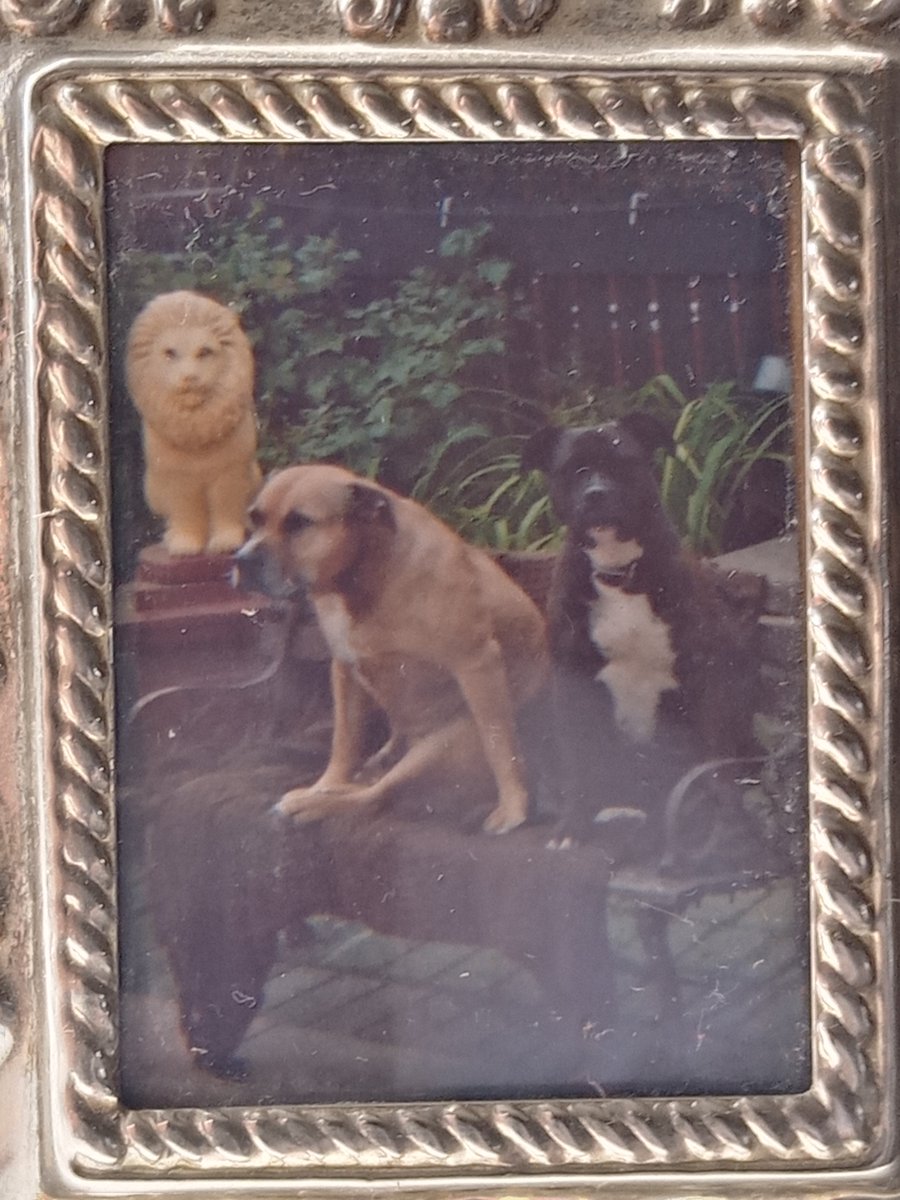 Sadly missed! Smile🥰🥰
Good adventures and wonderful memories 🐕👪🙋🐶🐶