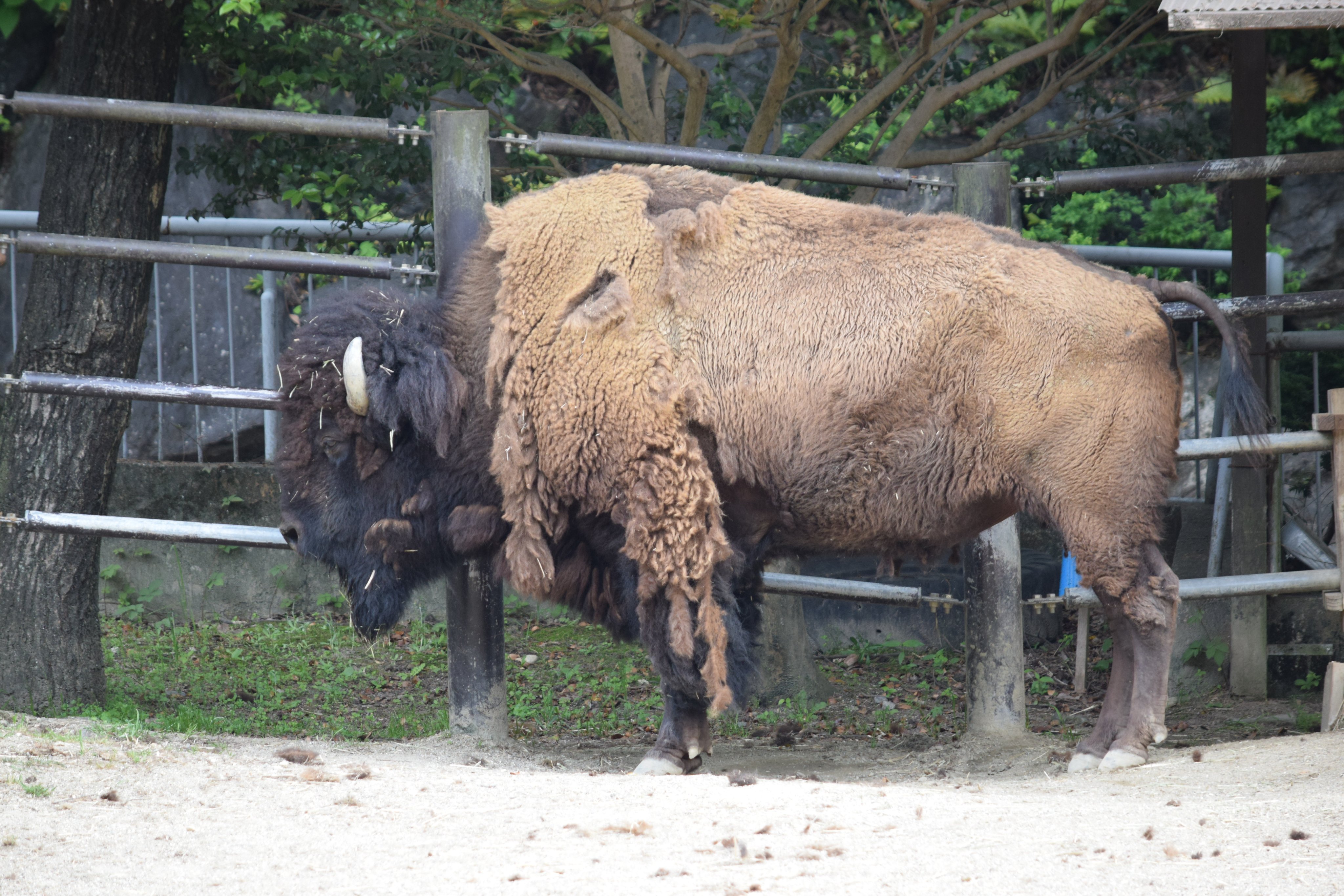 かみやん on Twitter 