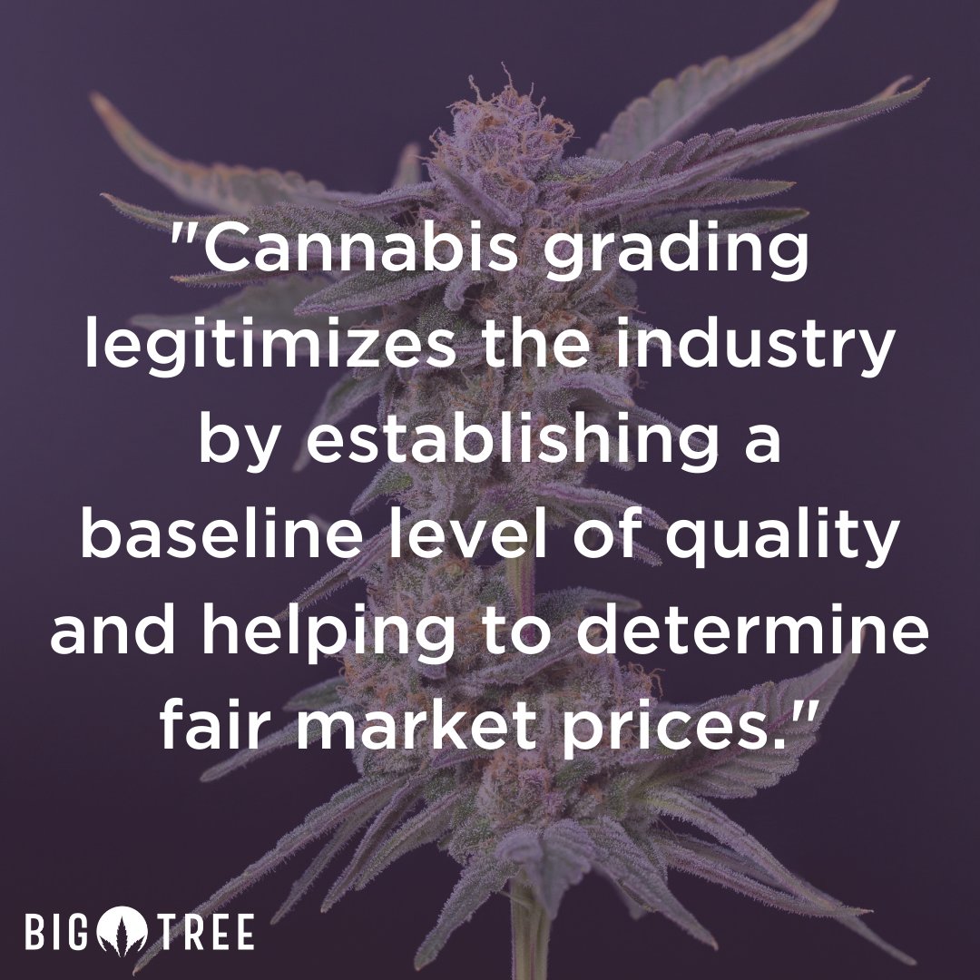 BigTreeUSA's tweet photo. Source, our article: Who Benefits From Cannabis Grading? 
.
.
.
.

#bigtreegrading #cannabisstandards #cannabiscommunity #cannabisculture #cannabissociety #quotes #cannabis #cannabisindustry #cannabusiness #i502 https://t.co/TQEqiFfFTu