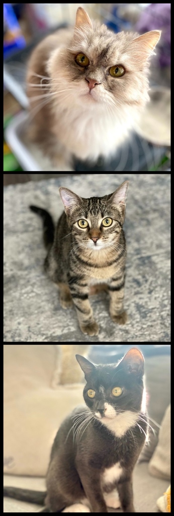RescuePopPets's tweet photo. #RescuePoplight time!

🏡Rafiki's Rescue is dedicated to finding #fureverhomes &amp; providing #rescuepets a safe haven.

Meet Glammy, Saffron, &amp; Baloo - sweet #rescuecats getting their 2nd chance! 

RescuePop #AdoptDontShop #UltimuttGuide #PetAdoptionGuide #rescueisthebestbreed https://t.co/WHgIphgCz5