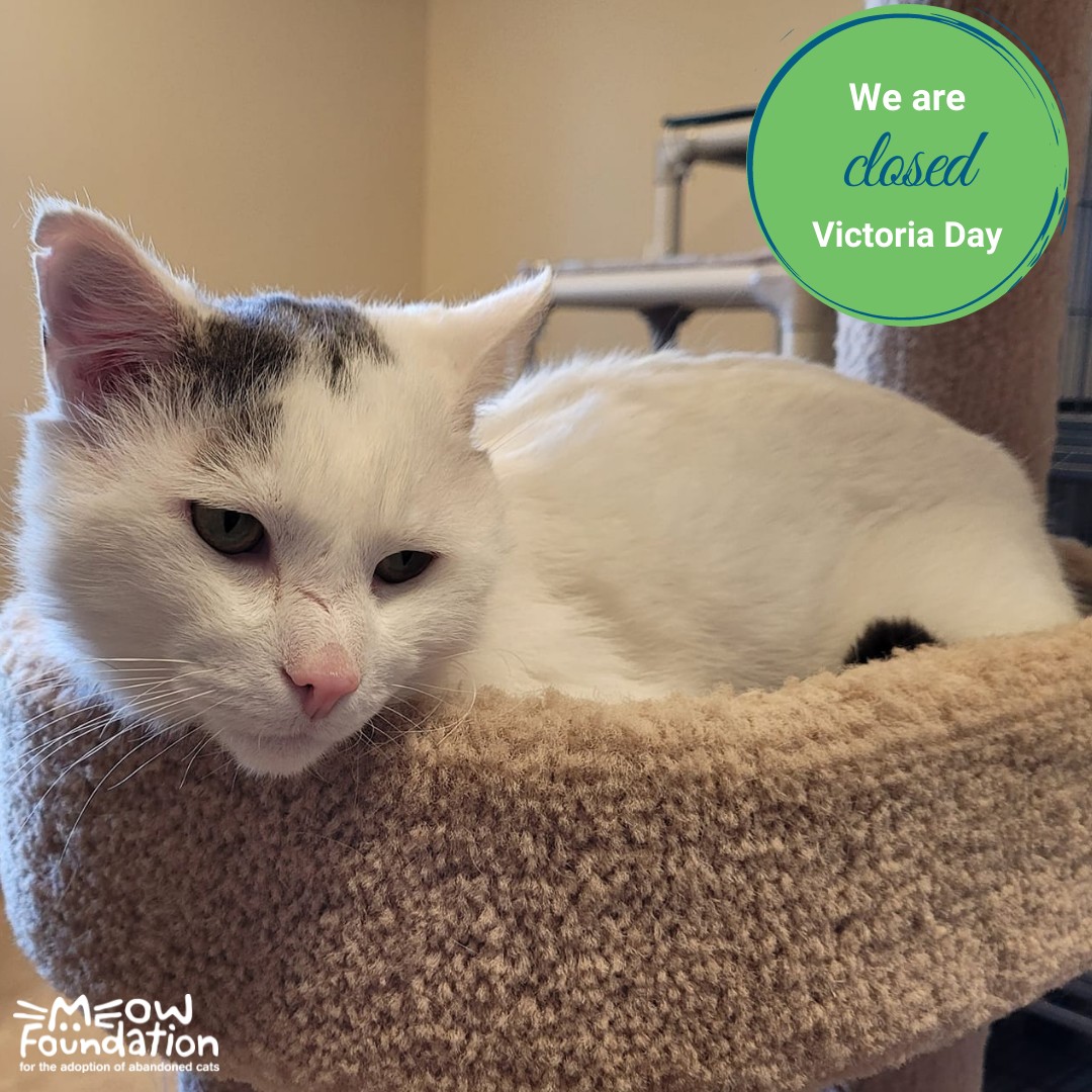 MEOWFoundation's tweet photo. We will be closed on Monday, May 23 in observance of Victoria Day! Regular hours will resume on Tuesday, May 24 🎇
#VictoriaDay #CatsofYYC #Holiday #FridayThings #Meow #MeowFoundation https://t.co/9PNVYxlsEI