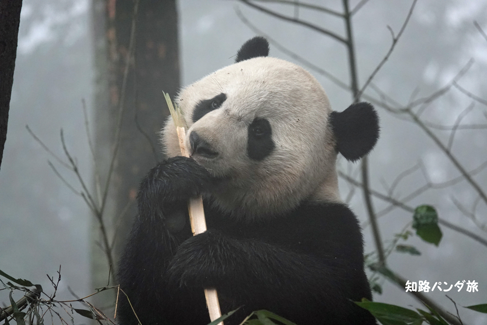 zhiluniannian's tweet photo. A Bei for the day. A kiss to the bamboo.๐๐๐
ไปๆฅใฎใใคใกใใ(2020/1/01)ใ็ซนใใใซใญใใน๐๐ผ
#panda @houseofcubs @NationalZoo #China #Bifengxia #้
ๅฎ็ขงๅณฐๅณกๅบๅฐ #beibei #่ด่ด https://t.co/Y10dWtInwq