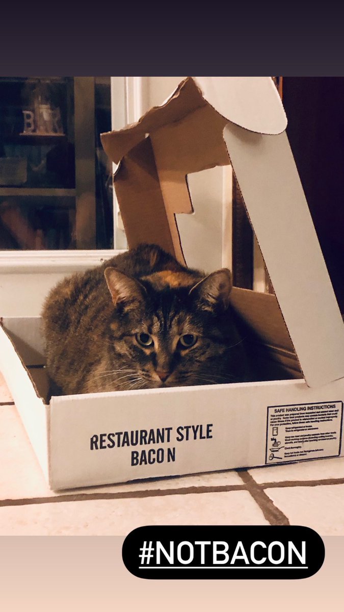 DivaQBBQ's tweet photo. Just to clarify #notbacon #CatsOfTwitter https://t.co/imKockDDte