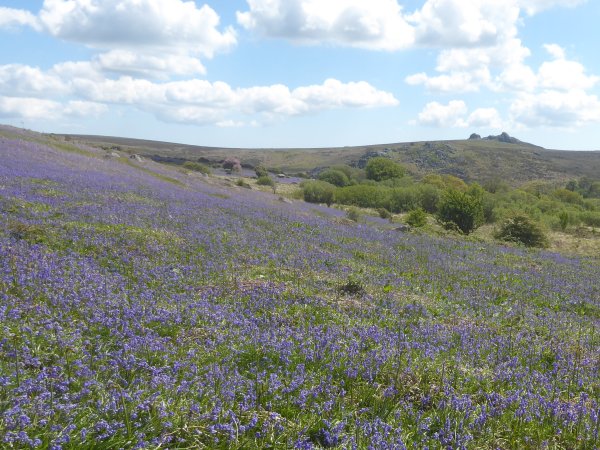 Devon - SouthWest UK tweet media