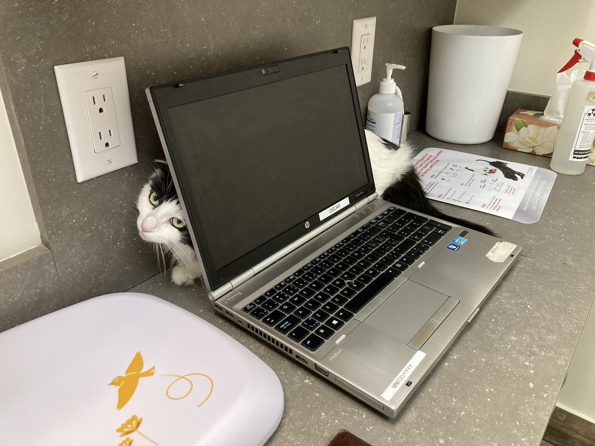 Lena Coakley tweet media